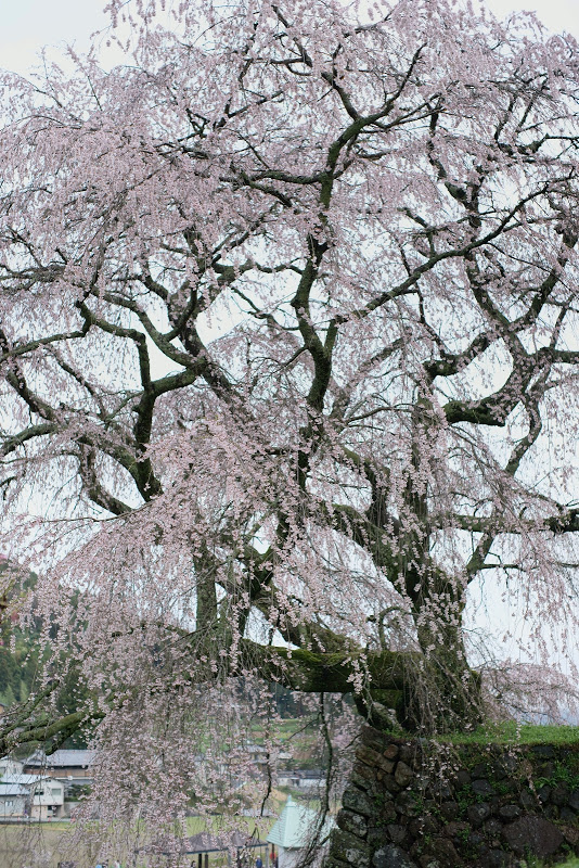 大宇陀の桜 2015 ④_b0138101_16172630.jpg