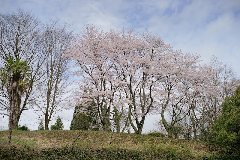 大宇陀の桜 2015 ⑤_b0138101_16174101.jpg