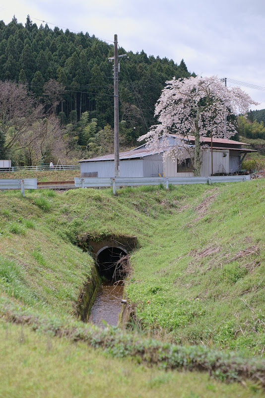 大宇陀の桜 2015 ⑤_b0138101_16174124.jpg