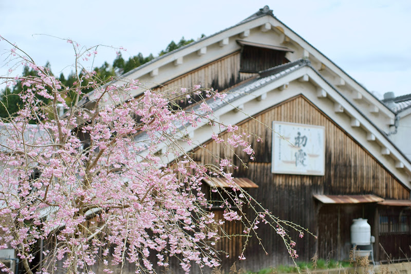 大宇陀の桜 2015 ⑤_b0138101_16174285.jpg