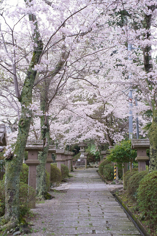 大宇陀の桜 2015 ⑤_b0138101_16174458.jpg