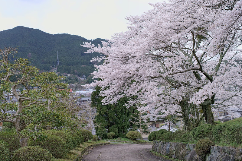 大宇陀の桜 2015 ⑤_b0138101_16174520.jpg