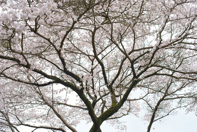 大宇陀の桜 2015 ⑤_b0138101_16174559.jpg