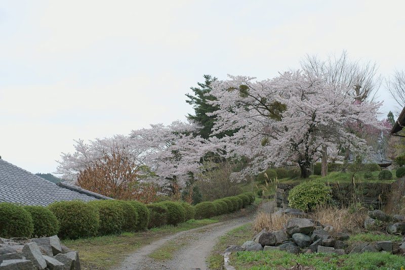 大宇陀の桜 2015 ⑤_b0138101_16174575.jpg