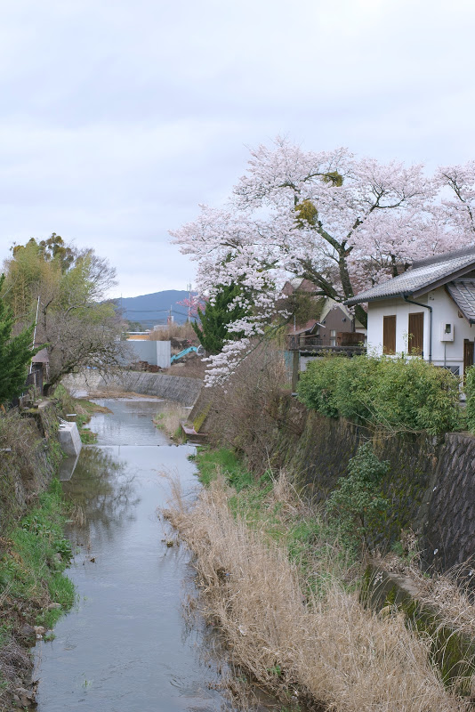 大宇陀の桜 2015 ⑤_b0138101_16174656.jpg