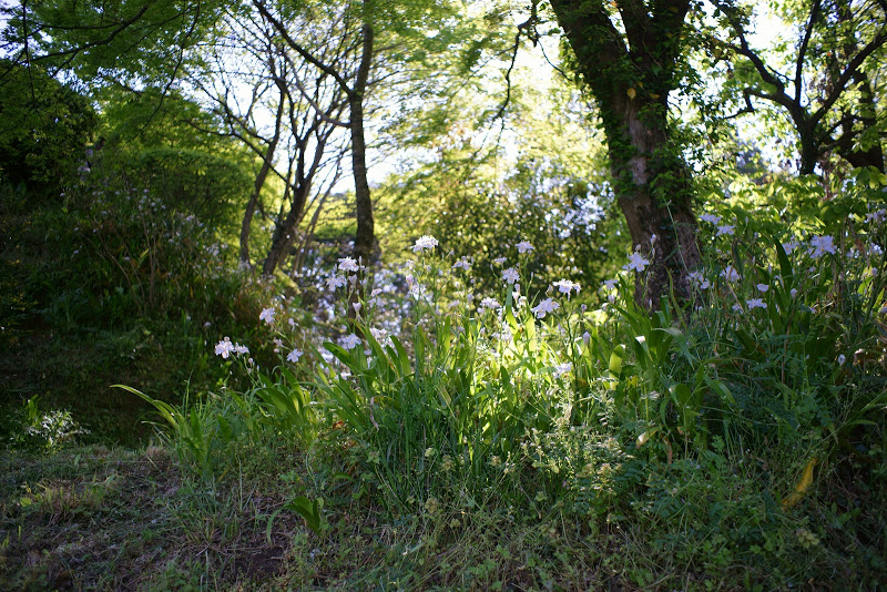 初夏のような陽気 ～　奈良県明日香村 ⑤_b0138101_16181614.jpg