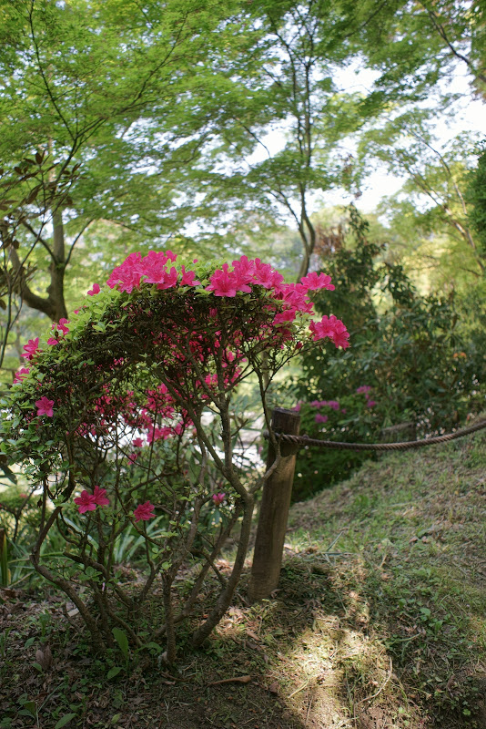 初夏のような陽気 ～　奈良県明日香村 ⑤_b0138101_16181738.jpg