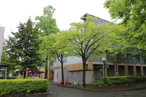 小雨けぶる新緑の米沢キャンパス風景、５月１6日（立夏・末候）竹のこ生ず・・・４_c0075701_14233370.jpg