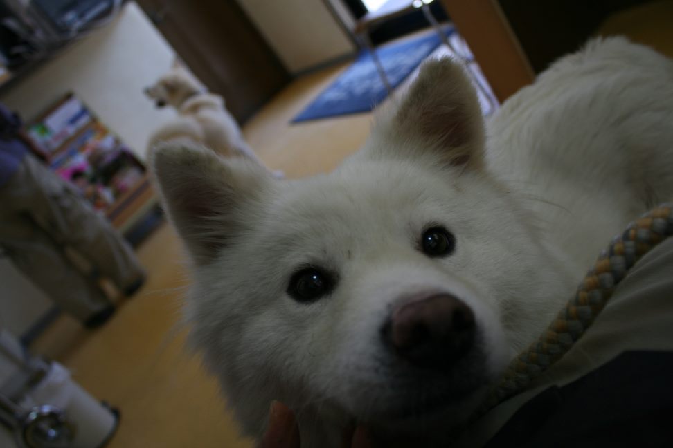 シロちゃんからやよちゃんへ_f0242002_21212895.jpg