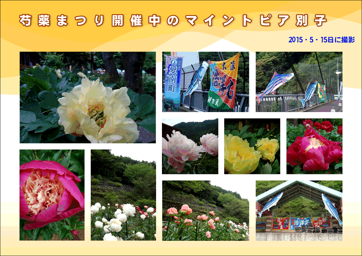 中・四国屈指のしゃく薬園と愛南町のかつお祭りも開催・・・2015/5/15_f0231709_20143043.gif