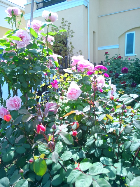 バラと和風のお庭 薔薇のガーデナー Weekend S Ladybirds