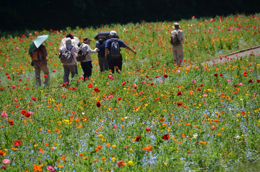 くりはま花の国 18-200mm_d0065116_22194414.jpg