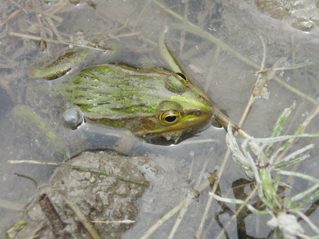 田んぼはやはり生き物たちの楽園 耕うんされて迷惑なのか 嬉しいのか ひろしの どっこい田んぼのジャージーデー
