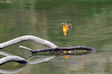 光が丘公園の野鳥たち　　Vol.２　カワセミ_c0158519_11051129.jpg