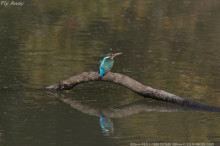 光が丘公園の野鳥たち　　Vol.２　カワセミ_c0158519_11051186.jpg