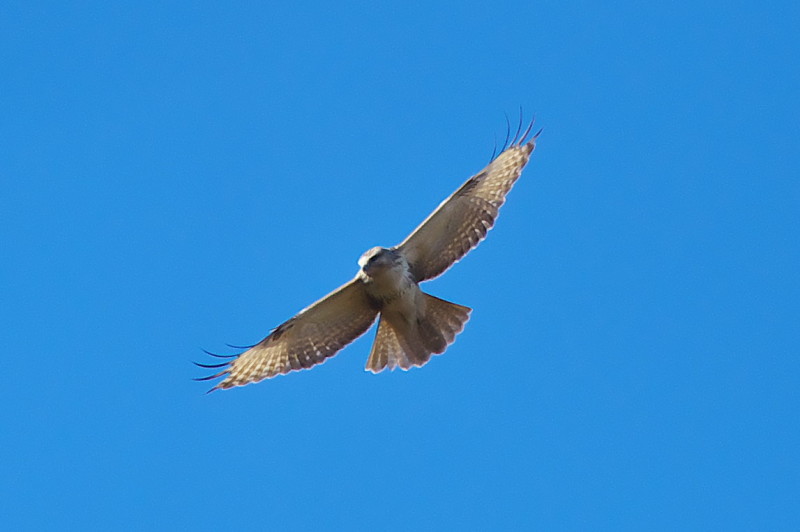 c0158519_11085565.jpg