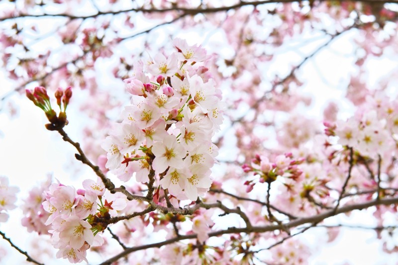 さくらの山・・・桜は満開、雲も全開(^_^;)_c0158519_11101218.jpg