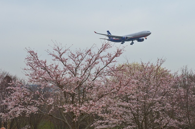 さくらの山・・・桜は満開、雲も全開(^_^;)_c0158519_11101226.jpg