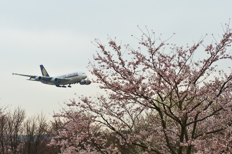 さくらの山・・・桜は満開、雲も全開(^_^;)_c0158519_11101242.jpg