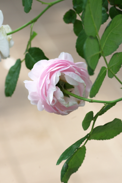 薔薇が見頃かな？_d0263826_16354500.png