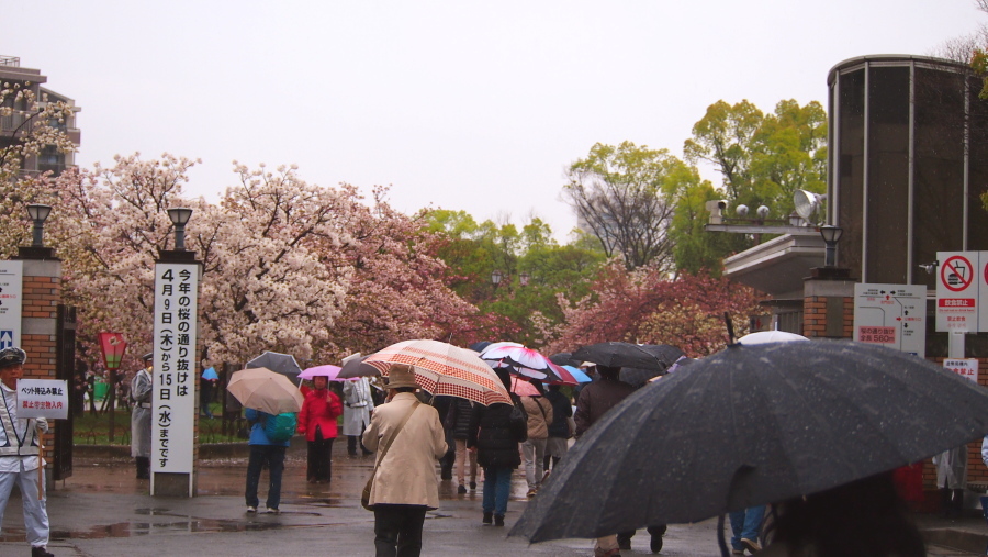 大阪造幣局　桜の通り抜け。 - tomoの地味、時々派手お菓子