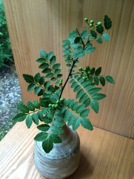 山椒の季節です_a0197730_19412495.jpg