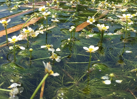 /// 田君川で小さい綺麗な花を咲かせるバイカモ /// _f0112434_15322364.jpg