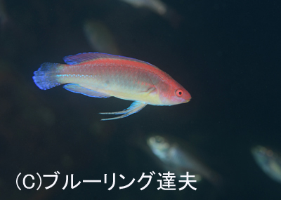 色味_b0163039_16393016.jpg