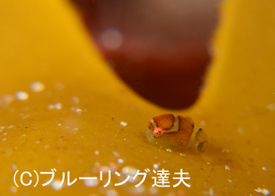 色味_b0163039_16401923.jpg