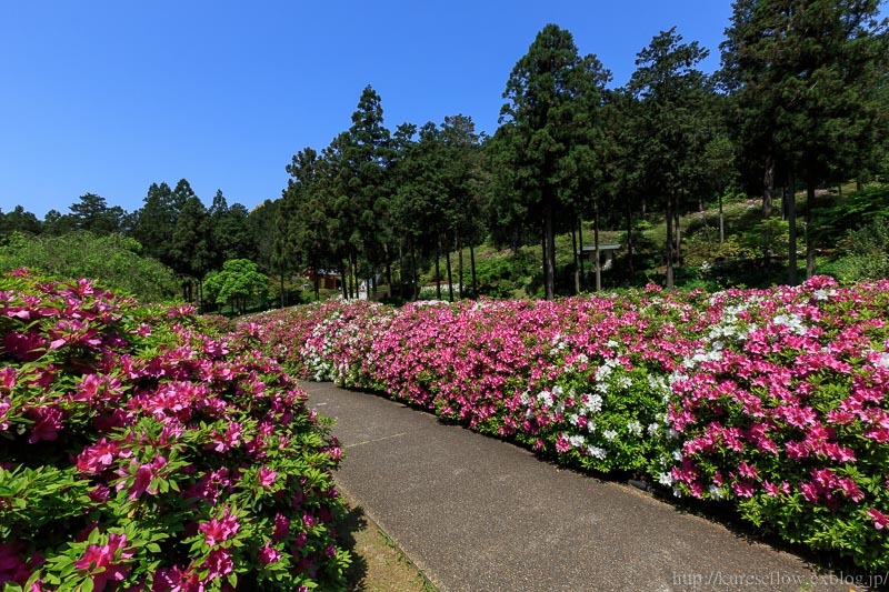 三室戸寺のツツジ_b0325840_20434392.jpg