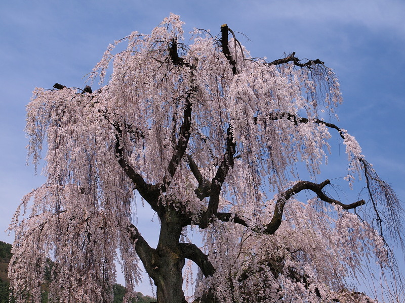 SAKURA 2015　　安曇野の桜めぐり　〈田多井の桜〉　　　Apr. 18, 2015_a0106043_17131027.jpg