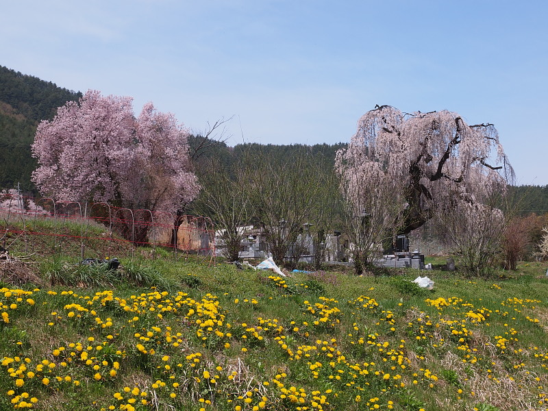 SAKURA 2015　　安曇野の桜めぐり　〈田多井の桜〉　　　Apr. 18, 2015_a0106043_1716427.jpg