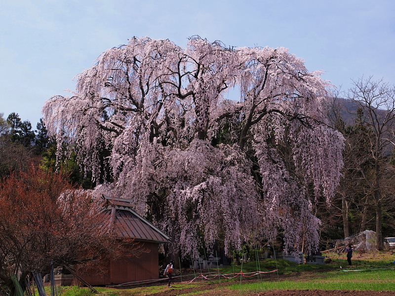 SAKURA 2015　　安曇野の桜めぐり　〈田多井の桜〉　　　Apr. 18, 2015_a0106043_1783488.jpg