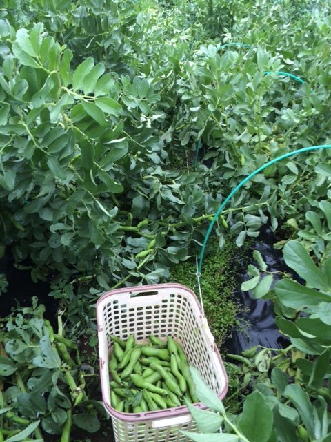今朝は雨の為　畑メンバーさんにはお休みして頂きました　　豆をひたすら収穫をしました_c0222448_11402953.jpg
