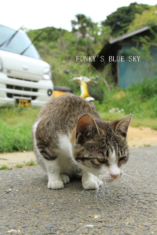 猫の島（田代島）へ♪ 　【その2】_c0145250_1057564.jpg