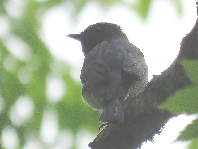野鳥トレ 16 若杉原生林_b0227552_11341677.jpg