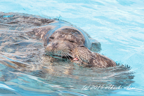 室蘭水族館 Happyあざらしblog 晴れ晴れ