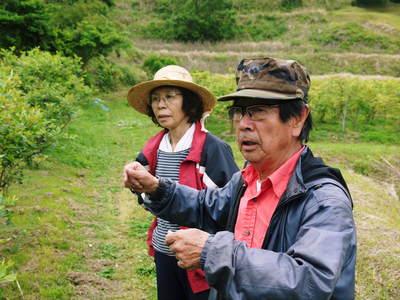 無農薬フレッシュブルーベリー 着果の様子と今期の出荷予定日のお話し_a0254656_18333365.jpg