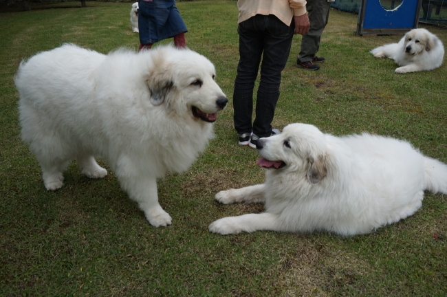 ゆずと④　ﾊｰﾌﾞﾛｰﾄﾞいどべさんで運動会(*ﾟ▽ﾟ*)　_a0201257_16483606.jpg