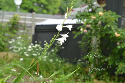 雨のスモークツリーとお芋♪_e0184558_9182859.jpg