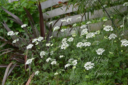 雨のスモークツリーとお芋♪_e0184558_9593447.jpg