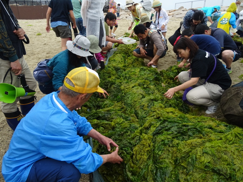 『第８回大阪湾生き物一斉調査』　in 　せんなん里海公園人工磯浜砂浜海岸_c0108460_22390627.jpg