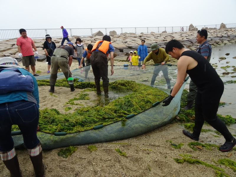 『第８回大阪湾生き物一斉調査』　in 　せんなん里海公園人工磯浜砂浜海岸_c0108460_22391239.jpg