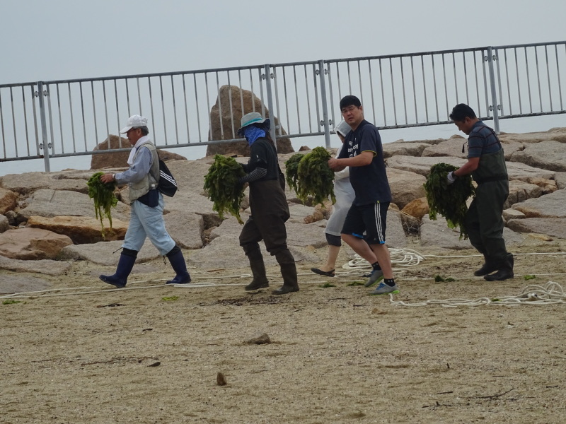 『第８回大阪湾生き物一斉調査』　in 　せんなん里海公園人工磯浜砂浜海岸_c0108460_22425637.jpg