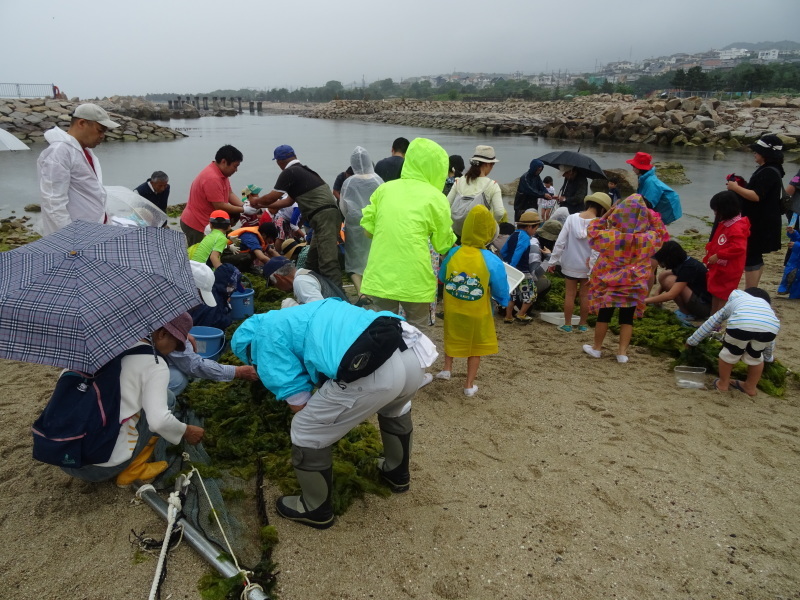 『第８回大阪湾生き物一斉調査』　in 　せんなん里海公園人工磯浜砂浜海岸_c0108460_22425953.jpg