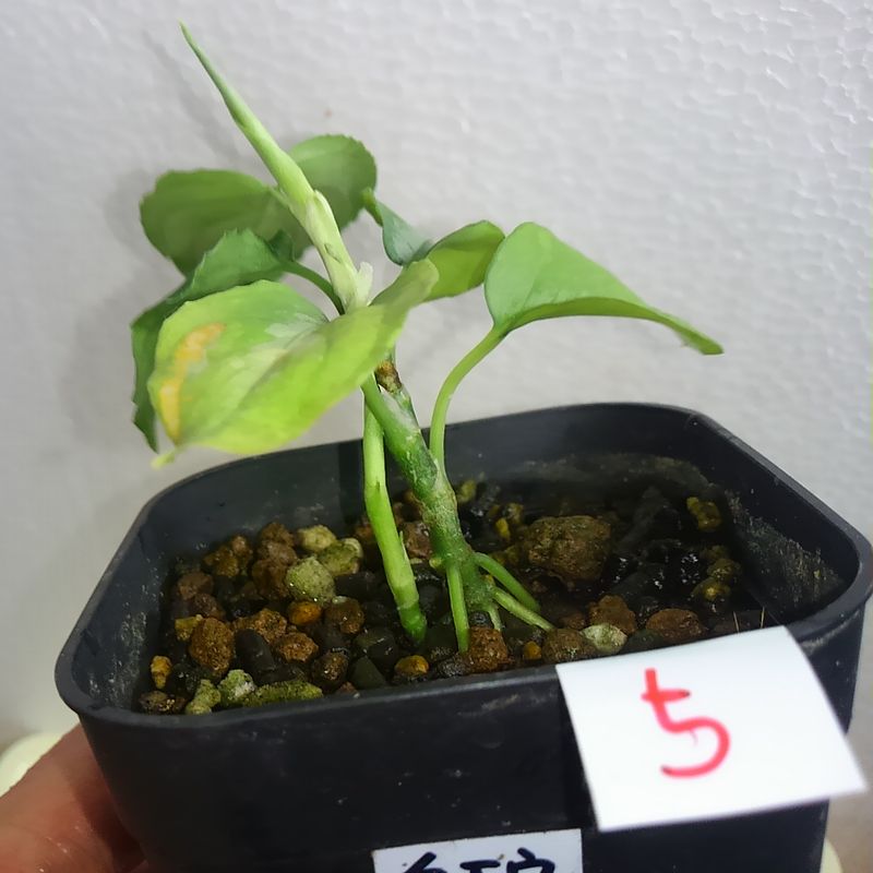 Aglaonema pictum \"呉越同舟シリーズ\" (2015.05.16)_d0249970_21173693.jpg