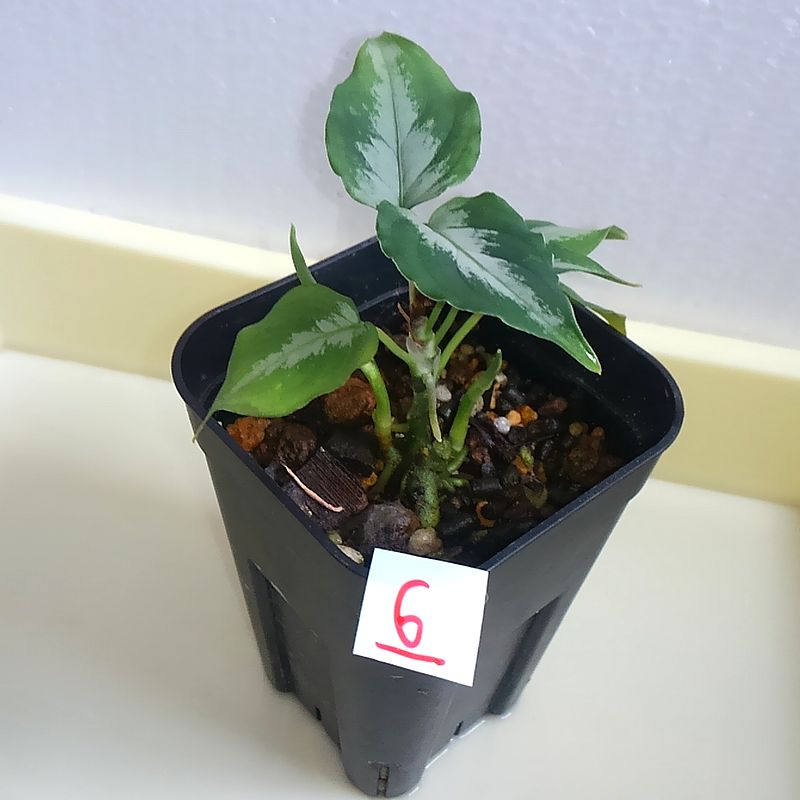 Aglaonema pictum \"呉越同舟シリーズ\" (2015.05.16)_d0249970_2121430.jpg