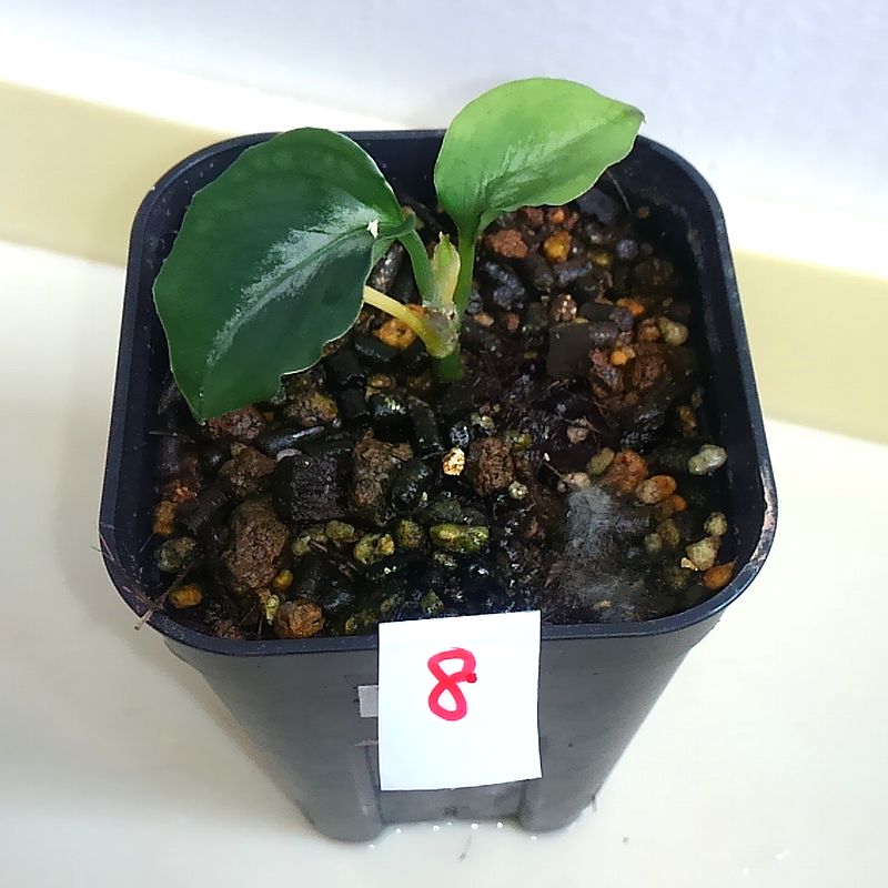 Aglaonema pictum \"呉越同舟シリーズ\" (2015.05.16)_d0249970_212981.jpg