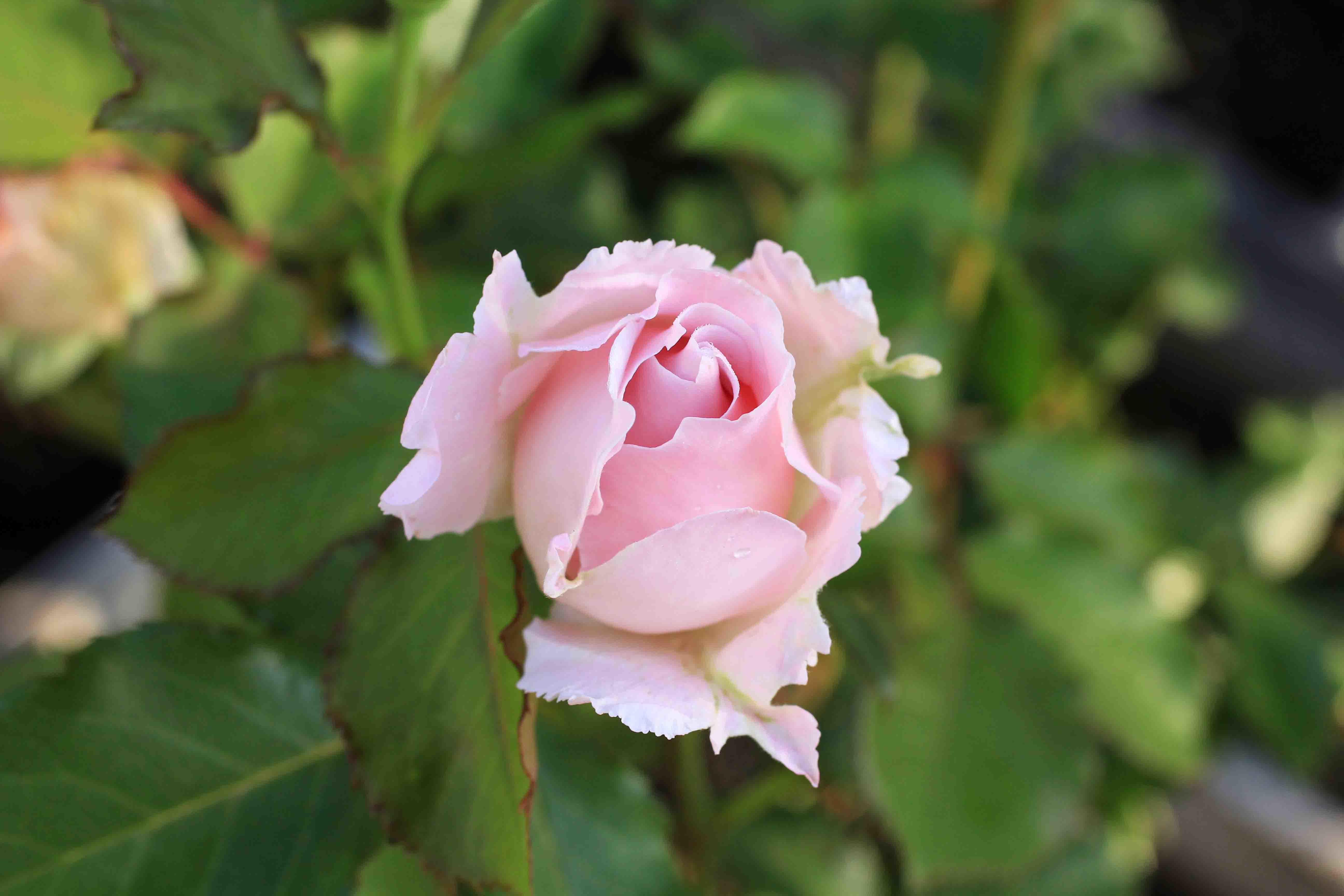 庭の薔薇 北ｂｏｘ ０１ ラ マリエ 成長する家 つれづれ日記