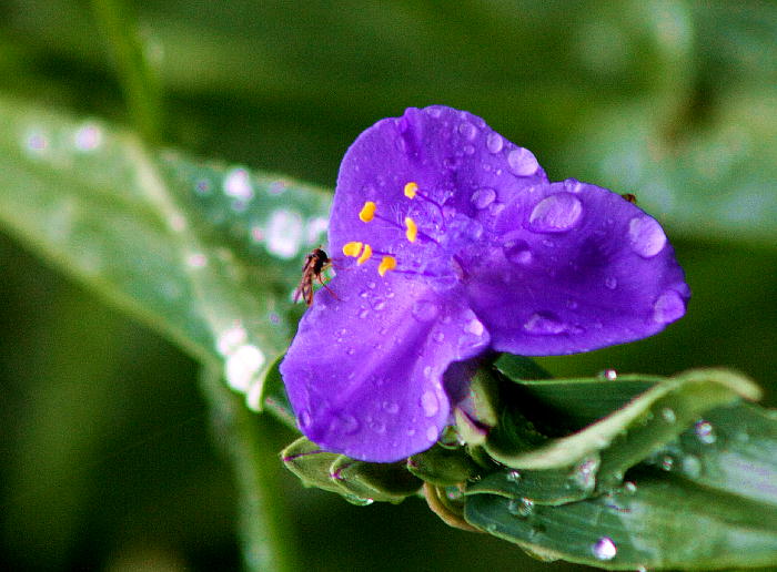 b0171185_10412771.jpg